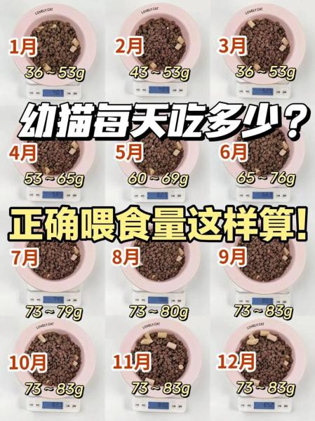 猫一天吃多少猫粮-40天小猫一天吃多少猫粮