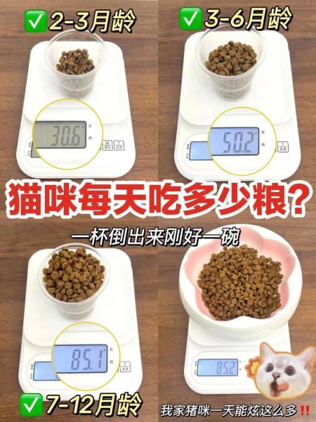 猫一天吃多少猫粮-40天小猫一天吃多少猫粮-第3张图片 猫一天吃多少猫粮-40天小猫一天吃多少猫粮-第3张图片