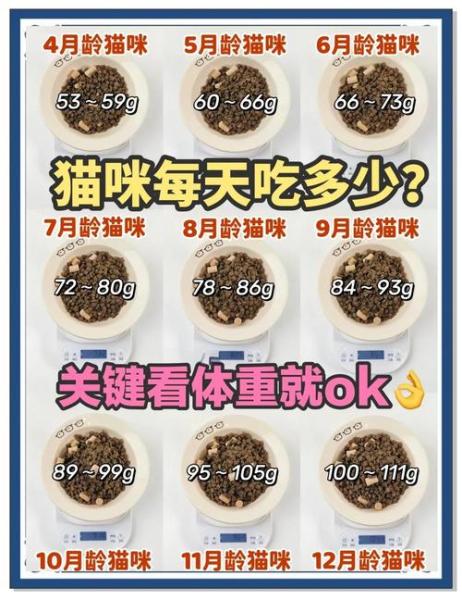 猫一天吃多少猫粮-40天小猫一天吃多少猫粮-第8张图片 猫一天吃多少猫粮-40天小猫一天吃多少猫粮-第8张图片