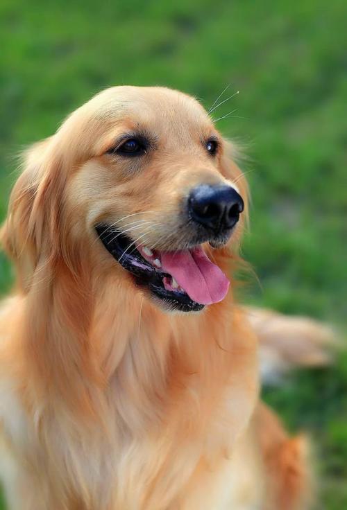 金毛寻回猎犬有多可爱-金毛寻回犬的优点和缺点介绍-第1张图片 金毛寻回猎犬有多可爱-金毛寻回犬的优点和缺点介绍-第1张图片