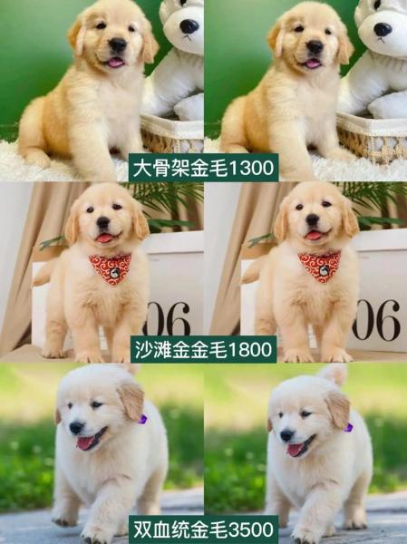 金毛寻回猎犬有多可爱-金毛寻回犬的优点和缺点介绍-第2张图片 金毛寻回猎犬有多可爱-金毛寻回犬的优点和缺点介绍-第2张图片