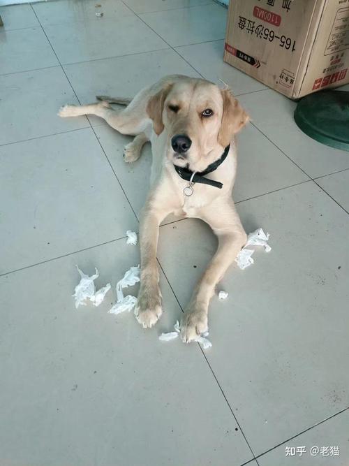 金毛寻回猎犬有多可爱-金毛寻回犬的优点和缺点介绍-第3张图片 金毛寻回猎犬有多可爱-金毛寻回犬的优点和缺点介绍-第3张图片