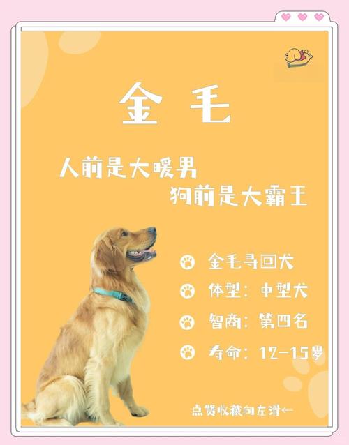 金毛寻回猎犬有多可爱-金毛寻回犬的优点和缺点介绍-第5张图片 金毛寻回猎犬有多可爱-金毛寻回犬的优点和缺点介绍-第5张图片