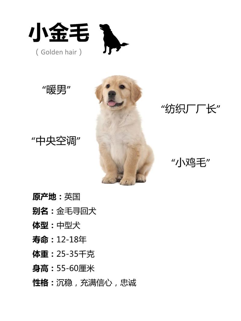 金毛寻回猎犬有多可爱-金毛寻回犬的优点和缺点介绍-第6张图片 金毛寻回猎犬有多可爱-金毛寻回犬的优点和缺点介绍-第6张图片