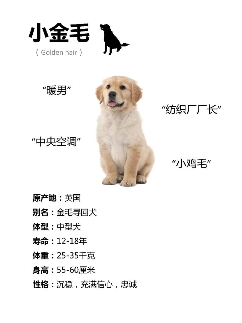 金毛寻回猎犬有多可爱-金毛寻回犬的优点和缺点介绍-第9张图片 金毛寻回猎犬有多可爱-金毛寻回犬的优点和缺点介绍-第9张图片