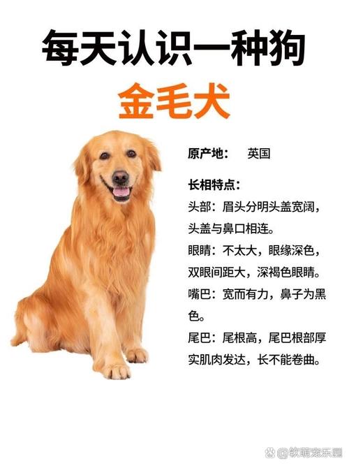 金毛寻回猎犬有多可爱-金毛寻回犬的优点和缺点介绍-第10张图片 金毛寻回猎犬有多可爱-金毛寻回犬的优点和缺点介绍-第10张图片