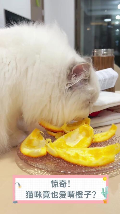 猫可以吃橙子吗-猫猫能吃橙子-第3张图片 猫可以吃橙子吗-猫猫能吃橙子-第3张图片