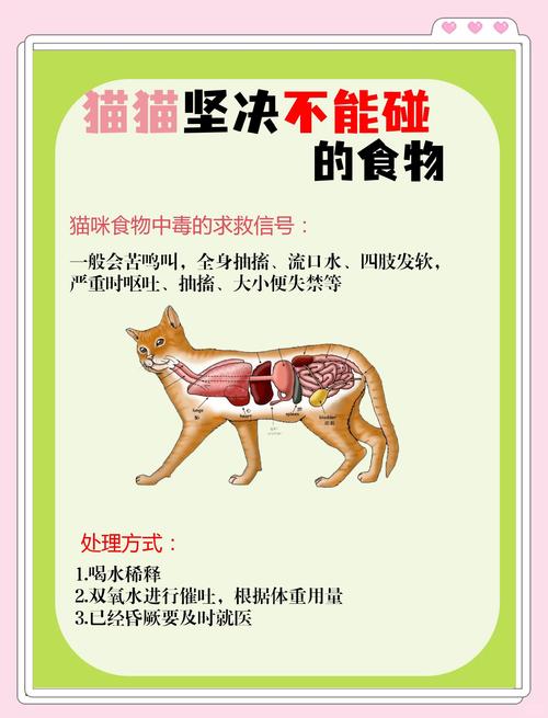 猫可以吃橙子吗-猫猫能吃橙子-第4张图片 猫可以吃橙子吗-猫猫能吃橙子-第4张图片