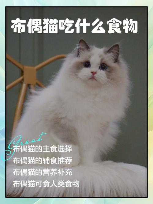 猫可以吃橙子吗-猫猫能吃橙子-第5张图片 猫可以吃橙子吗-猫猫能吃橙子-第5张图片