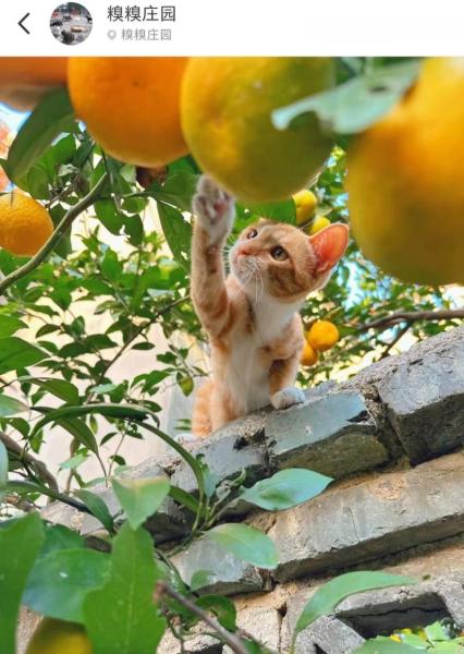 猫可以吃橙子吗-猫猫能吃橙子-第6张图片 猫可以吃橙子吗-猫猫能吃橙子-第6张图片
