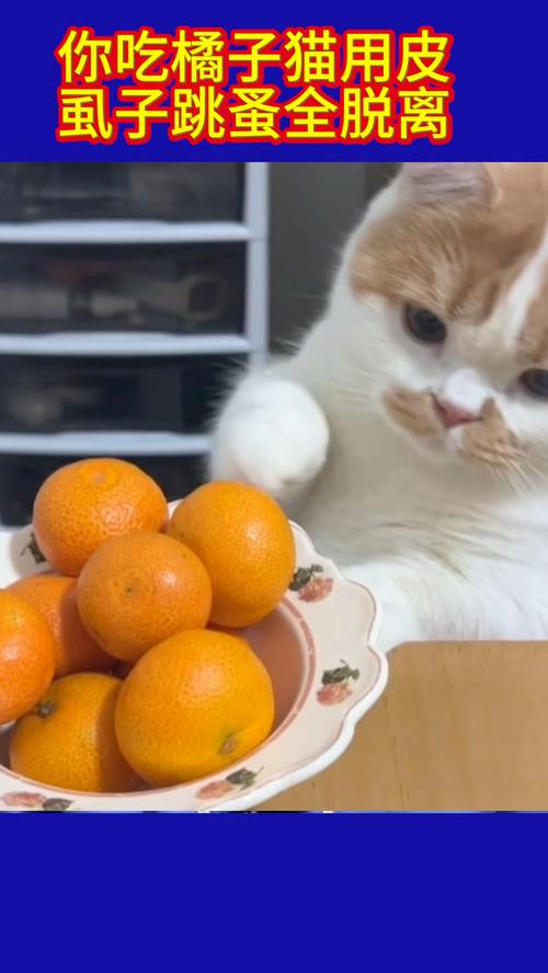 猫可以吃橙子吗-猫猫能吃橙子-第7张图片 猫可以吃橙子吗-猫猫能吃橙子-第7张图片