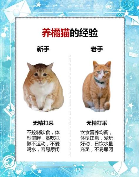 橙猫-橙猫定位官方网站-第4张图片 橙猫-橙猫定位官方网站-第4张图片