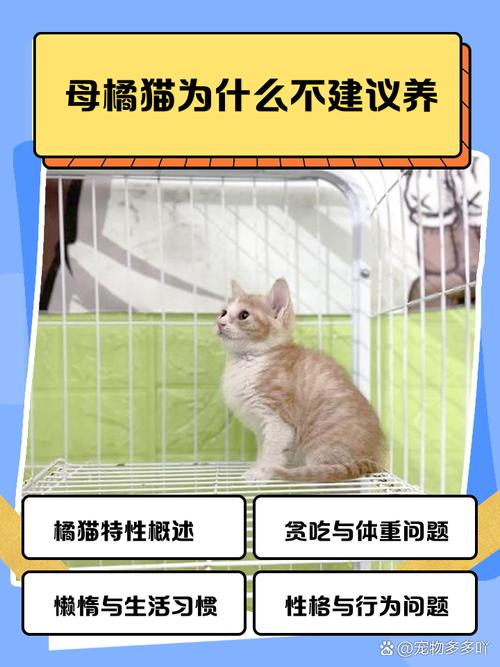 橙猫-橙猫定位官方网站-第5张图片 橙猫-橙猫定位官方网站-第5张图片