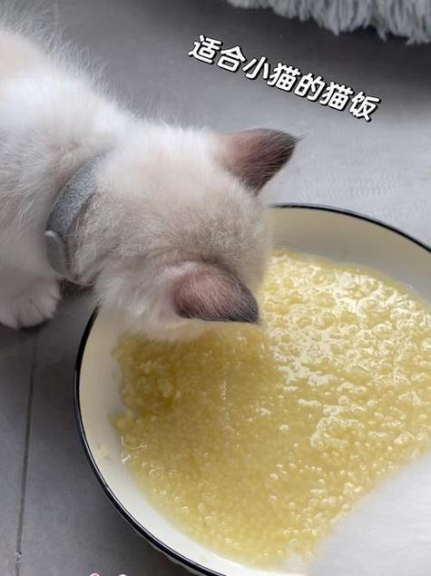 猫咪可以吃小米粥吗/小猫能不能吃小米粥