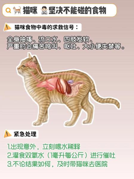 猫咪可以吃小米粥吗/小猫能不能吃小米粥-第3张图片 猫咪可以吃小米粥吗/小猫能不能吃小米粥-第3张图片