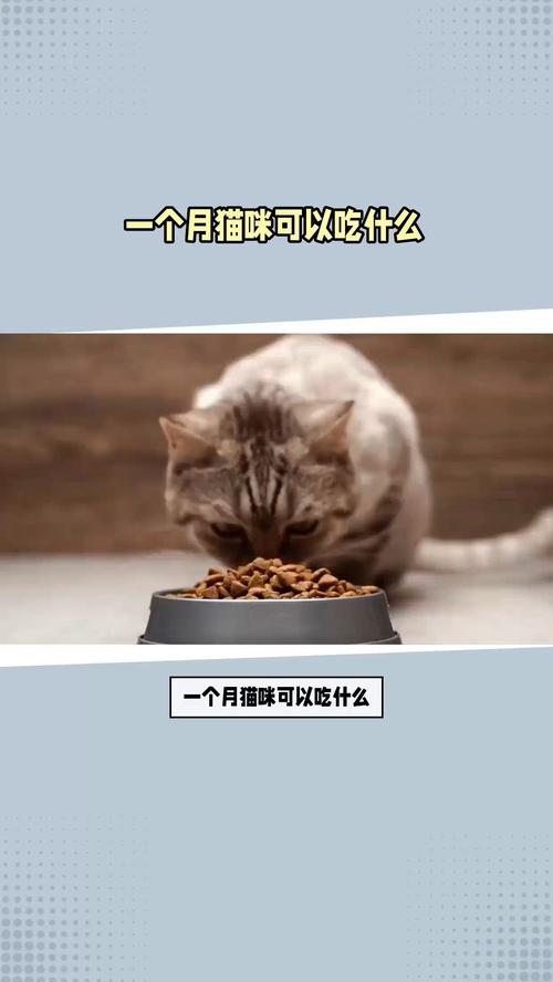 猫咪可以吃小米粥吗/小猫能不能吃小米粥-第6张图片 猫咪可以吃小米粥吗/小猫能不能吃小米粥-第6张图片