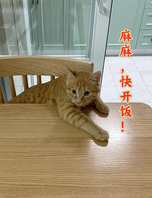猫咪可以吃小米粥吗/小猫能不能吃小米粥-第7张图片 猫咪可以吃小米粥吗/小猫能不能吃小米粥-第7张图片