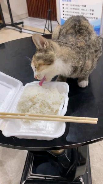 猫咪可以吃小米粥吗/小猫能不能吃小米粥-第8张图片 猫咪可以吃小米粥吗/小猫能不能吃小米粥-第8张图片