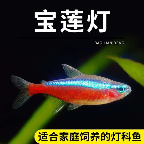 作为消费者“100条宝莲灯需要多大鱼缸”你不能不知道-第8张图片 作为消费者“100条宝莲灯需要多大鱼缸”你不能不知道-第8张图片