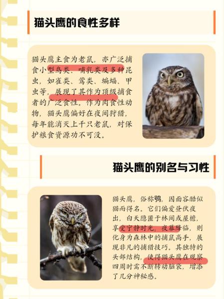 解析“猫头鹰喜欢吃什么”你不知道的事