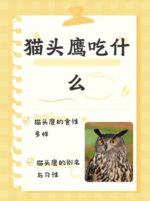 解析“猫头鹰喜欢吃什么”你不知道的事-第2张图片 解析“猫头鹰喜欢吃什么”你不知道的事-第2张图片