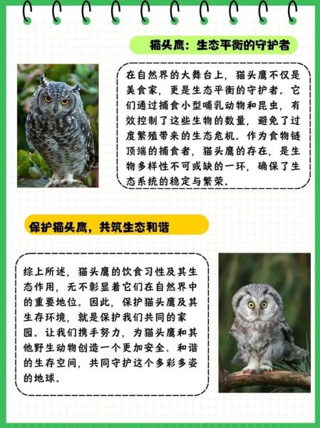 解析“猫头鹰喜欢吃什么”你不知道的事-第3张图片 解析“猫头鹰喜欢吃什么”你不知道的事-第3张图片