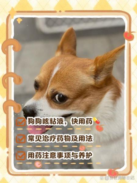 狗狗咳嗽吃什么药-狗狗咳嗽吃什么药止咳效果好-第3张图片 狗狗咳嗽吃什么药-狗狗咳嗽吃什么药止咳效果好-第3张图片