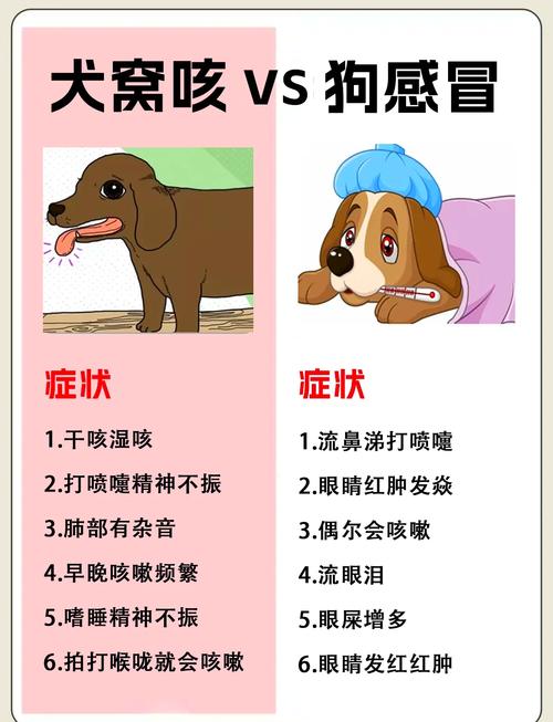 解析“狗狗感冒了有什么症状”你不知道的事-第2张图片 解析“狗狗感冒了有什么症状”你不知道的事-第2张图片