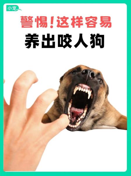 被自家宠物狗咬了怎么办,被自家宠物狗咬伤了需要打疫苗吗-第6张图片 被自家宠物狗咬了怎么办,被自家宠物狗咬伤了需要打疫苗吗-第6张图片
