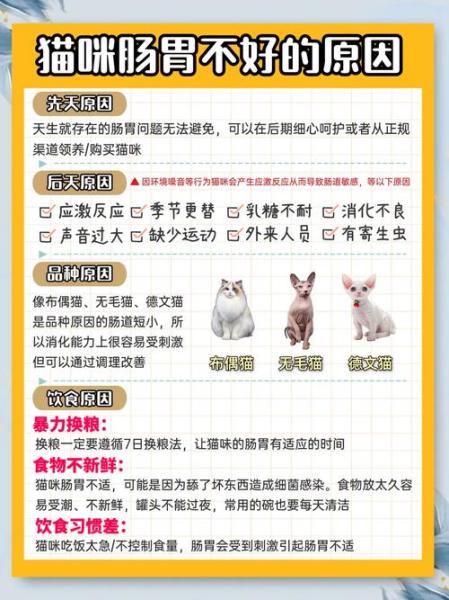 玻璃猫怎么养,玻璃猫凶不凶-第1张图片 玻璃猫怎么养,玻璃猫凶不凶-第1张图片