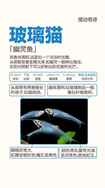 玻璃猫怎么养,玻璃猫凶不凶-第3张图片 玻璃猫怎么养,玻璃猫凶不凶-第3张图片