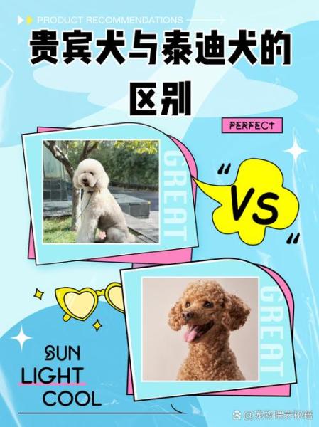 贵宾犬是泰迪的一种吗，贵宾狗就是泰迪狗吗