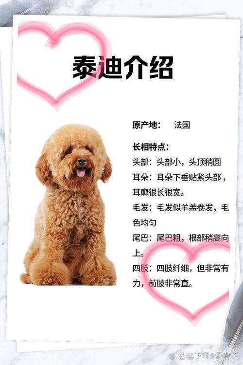贵宾犬是泰迪的一种吗,贵宾狗就是泰迪狗吗-第4张图片 贵宾犬是泰迪的一种吗,贵宾狗就是泰迪狗吗-第4张图片