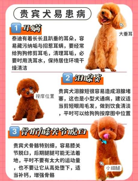 贵宾犬是泰迪的一种吗,贵宾狗就是泰迪狗吗-第6张图片 贵宾犬是泰迪的一种吗,贵宾狗就是泰迪狗吗-第6张图片