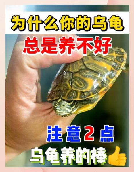 家里可以养乌龟吗-家里可以养乌龟吗风水大师