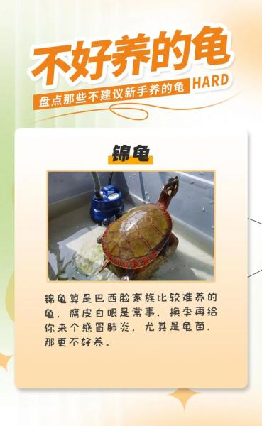 家里可以养乌龟吗-家里可以养乌龟吗风水大师-第5张图片 家里可以养乌龟吗-家里可以养乌龟吗风水大师-第5张图片