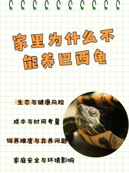 家里可以养乌龟吗-家里可以养乌龟吗风水大师-第6张图片 家里可以养乌龟吗-家里可以养乌龟吗风水大师-第6张图片
