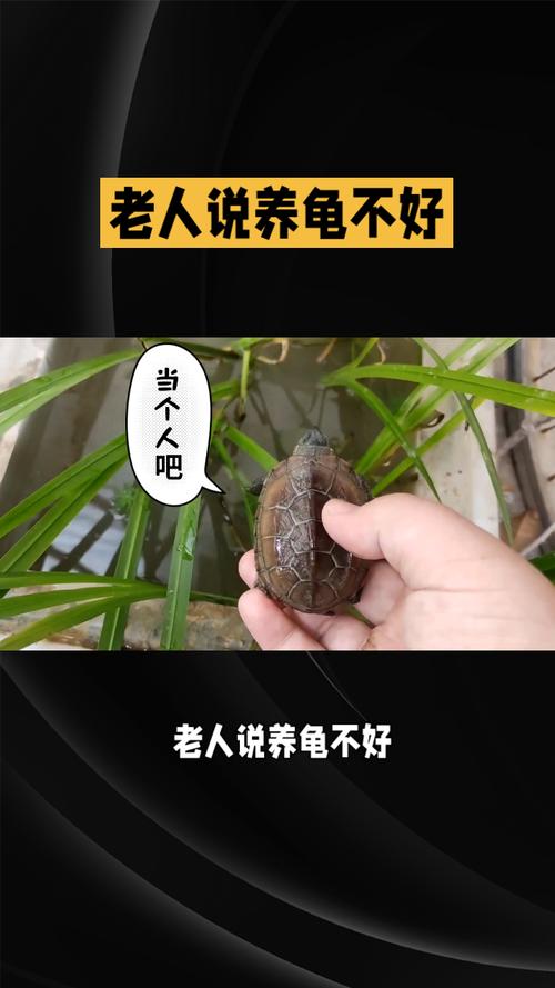 家里可以养乌龟吗-家里可以养乌龟吗风水大师-第8张图片 家里可以养乌龟吗-家里可以养乌龟吗风水大师-第8张图片