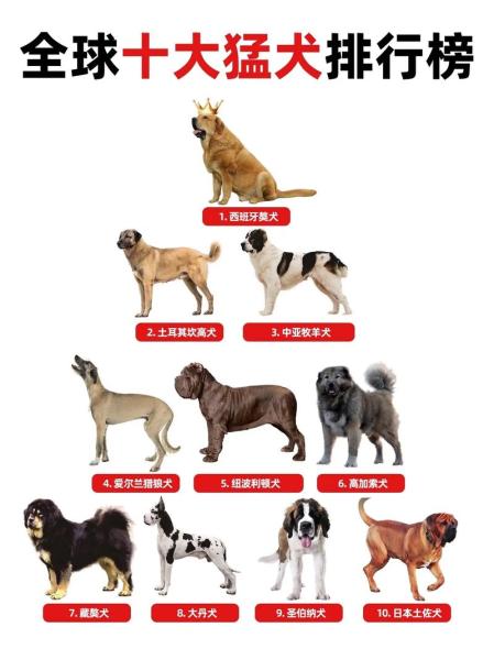 萨路基猎犬护主吗/萨路基猎犬狩猎视频-第5张图片 萨路基猎犬护主吗/萨路基猎犬狩猎视频-第5张图片