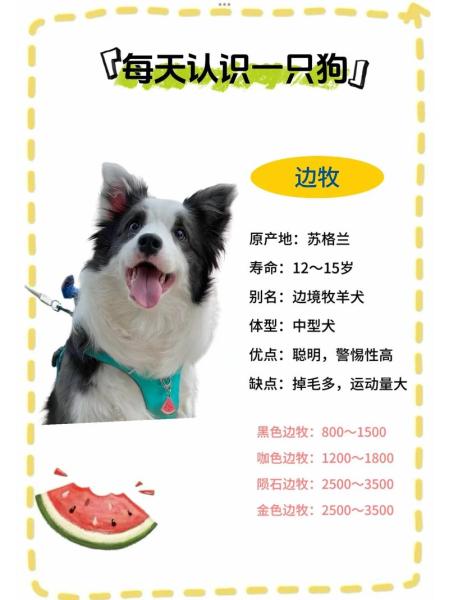 边牧犬多少钱一只两个月/边牧犬大概多少钱一只