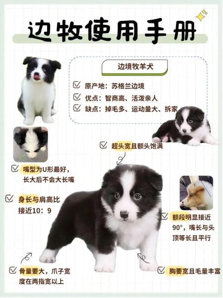边牧犬多少钱一只两个月/边牧犬大概多少钱一只-第2张图片 边牧犬多少钱一只两个月/边牧犬大概多少钱一只-第2张图片