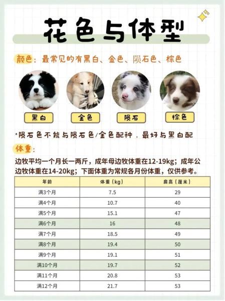 边牧犬多少钱一只两个月/边牧犬大概多少钱一只-第5张图片 边牧犬多少钱一只两个月/边牧犬大概多少钱一只-第5张图片