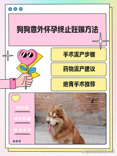 解析“怎样防止狗狗怀孕”你不知道的事-第2张图片 解析“怎样防止狗狗怀孕”你不知道的事-第2张图片