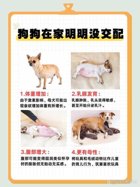 解析“怎样防止狗狗怀孕”你不知道的事-第4张图片 解析“怎样防止狗狗怀孕”你不知道的事-第4张图片