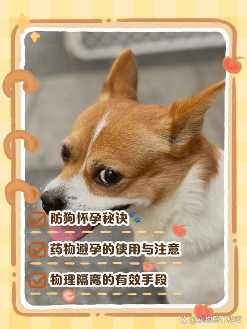 解析“怎样防止狗狗怀孕”你不知道的事-第5张图片 解析“怎样防止狗狗怀孕”你不知道的事-第5张图片