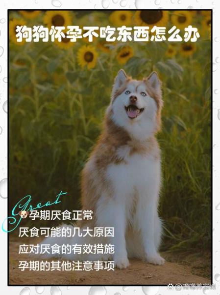解析“怎样防止狗狗怀孕”你不知道的事-第6张图片 解析“怎样防止狗狗怀孕”你不知道的事-第6张图片