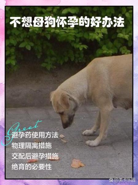 解析“怎样防止狗狗怀孕”你不知道的事-第7张图片 解析“怎样防止狗狗怀孕”你不知道的事-第7张图片