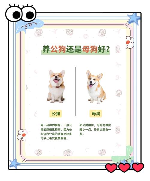 解析“怎样防止狗狗怀孕”你不知道的事-第9张图片 解析“怎样防止狗狗怀孕”你不知道的事-第9张图片