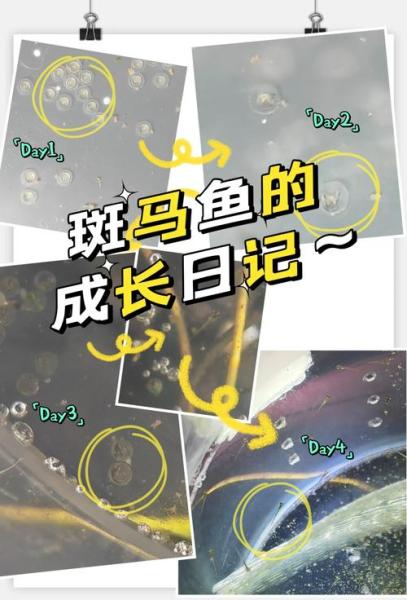 斑马鱼怎样繁育,蝶翼斑马鱼怎样繁育-第1张图片 斑马鱼怎样繁育,蝶翼斑马鱼怎样繁育-第1张图片