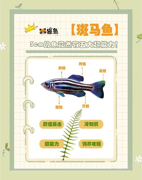 斑马鱼怎样繁育,蝶翼斑马鱼怎样繁育-第2张图片 斑马鱼怎样繁育,蝶翼斑马鱼怎样繁育-第2张图片